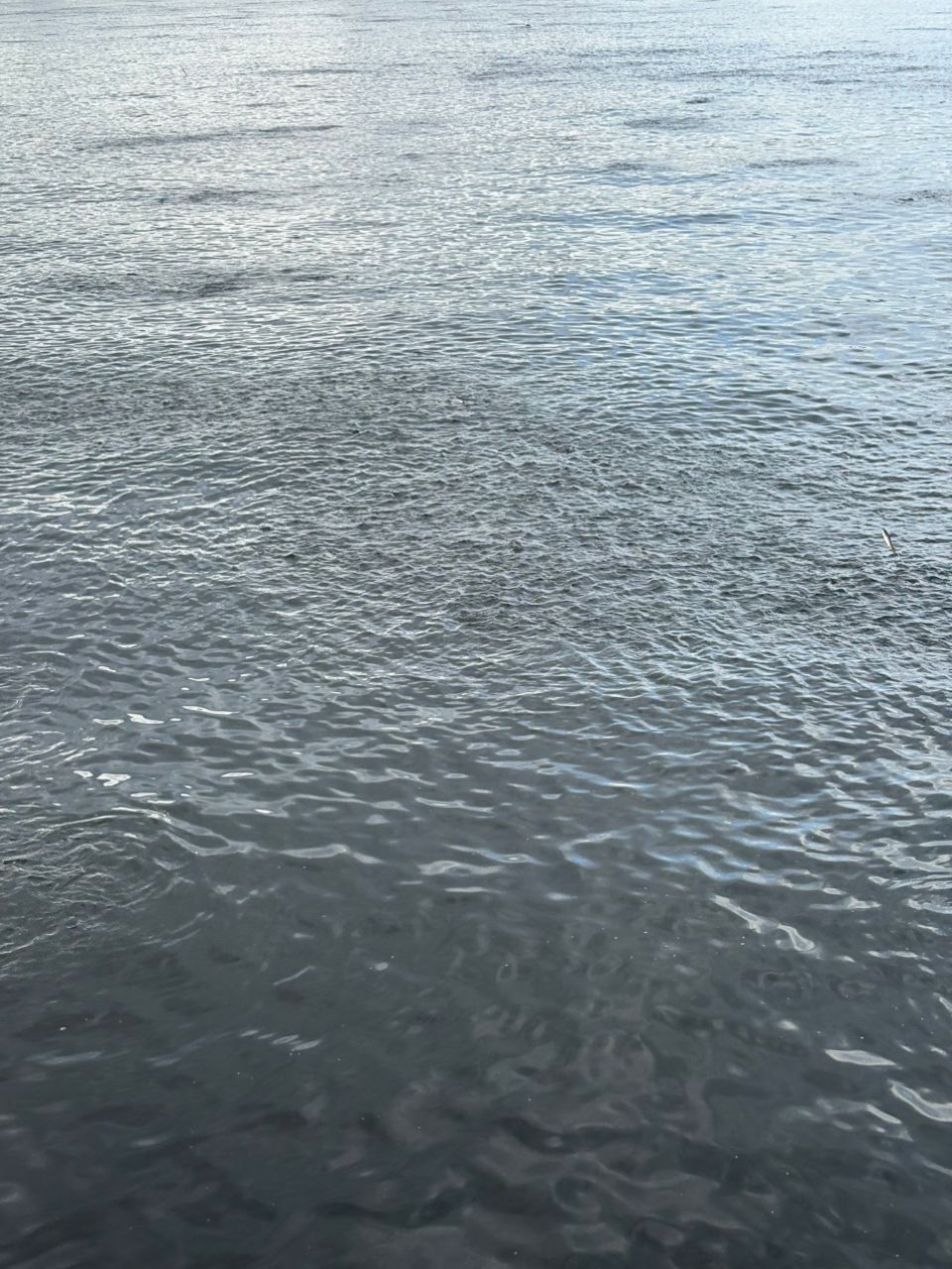 サッパ
