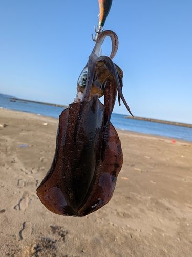 寺泊サーフ