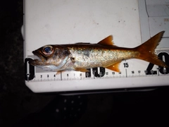 クロムツの釣果