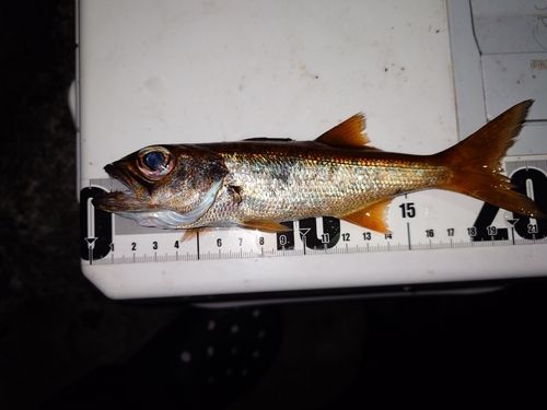 クロムツの釣果
