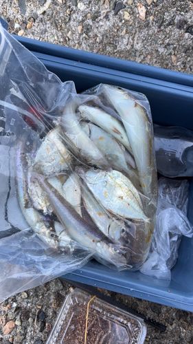 ヒイラギの釣果