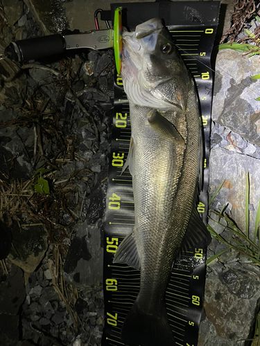 スズキの釣果
