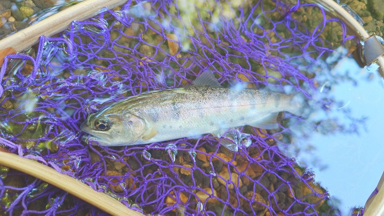 SHIMANO 24トラウトワン NS S48UL-G/4の最安値・インプレ・釣果 | 本音