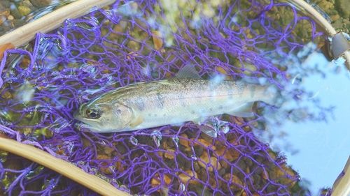 ヤマメの釣果