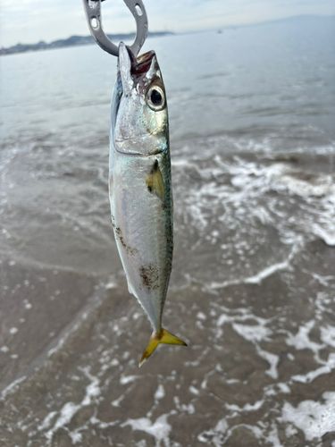 三浦海岸