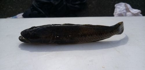 ウロハゼの釣果