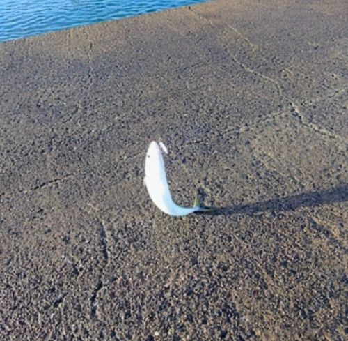 サバの釣果
