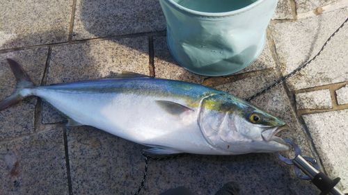 メジロの釣果