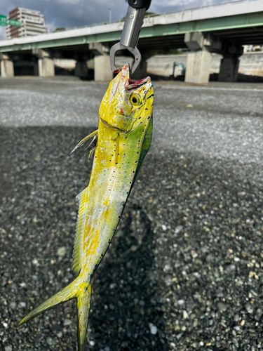国府津海岸