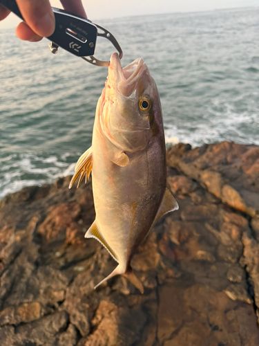 ショゴの釣果