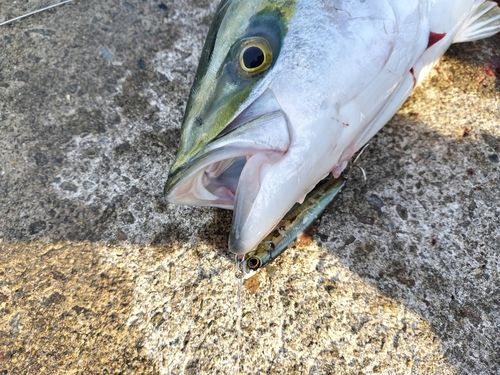 メジロの釣果