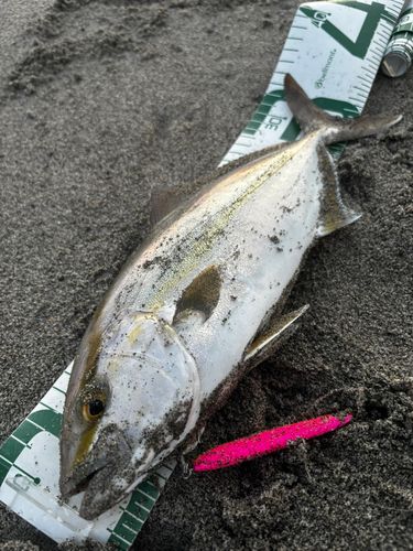 ショゴの釣果
