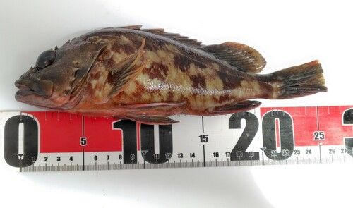 カサゴの釣果