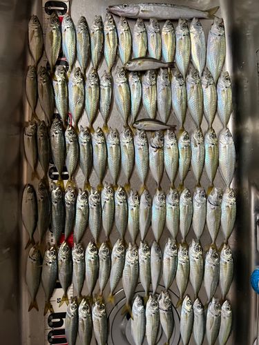 アジの釣果