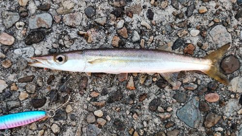 カマスの釣果