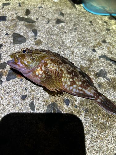 カサゴの釣果