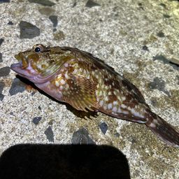 カサゴ