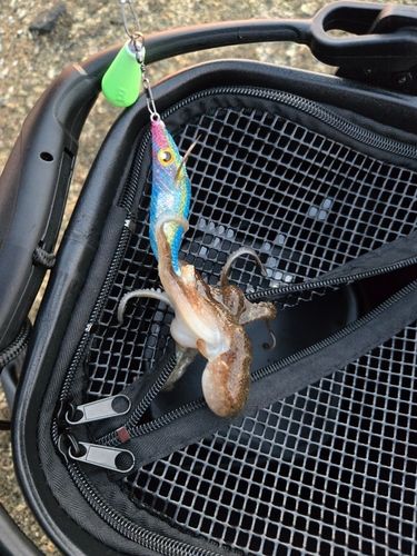 イイダコの釣果