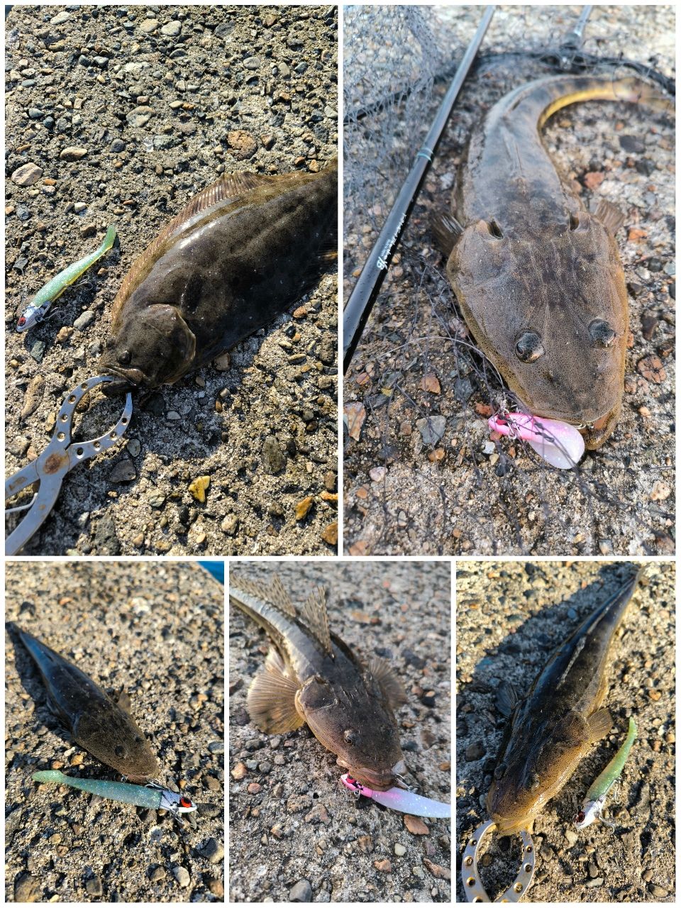 マゴチ