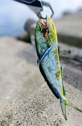 シイラの釣果