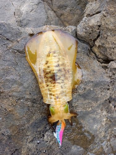 アオリイカの釣果