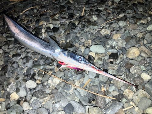 ダツの釣果