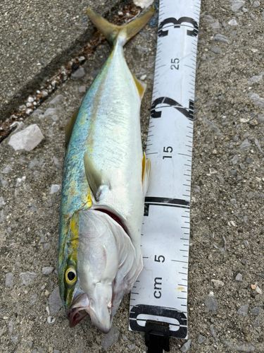 ヤズの釣果