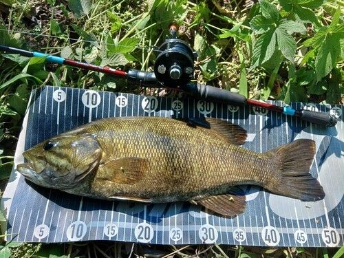 スモールマウスバスの釣果