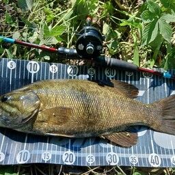 スモールマウスバス