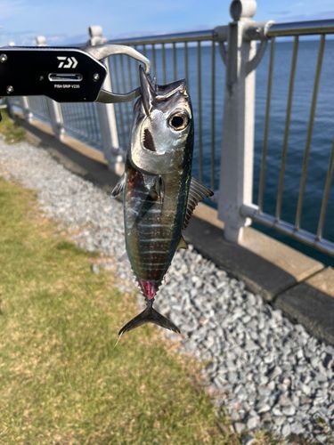 ソウダガツオの釣果