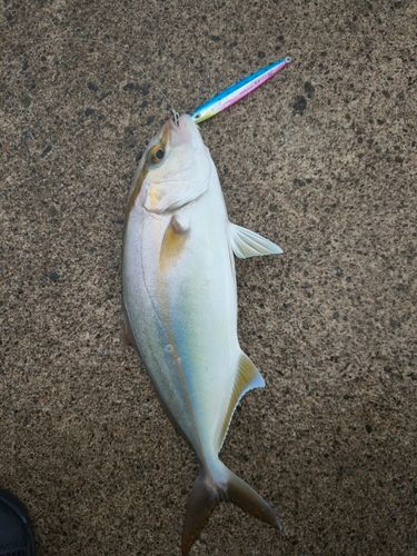 カンパチの釣果