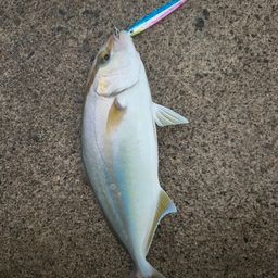 カンパチ