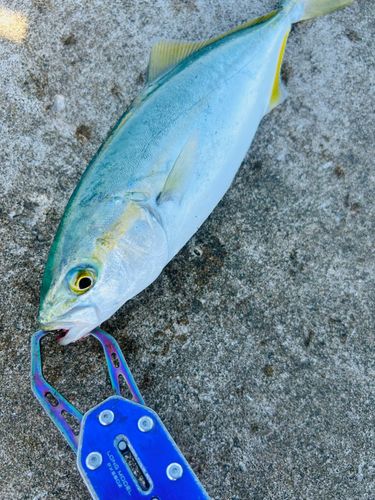 ワカシの釣果