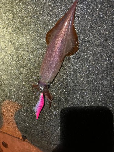 幸ノ浦漁港