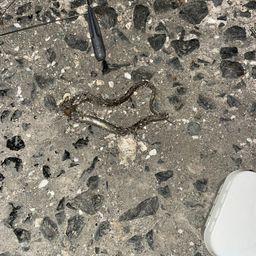 アナゴ