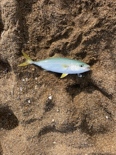 コゾクラの釣果