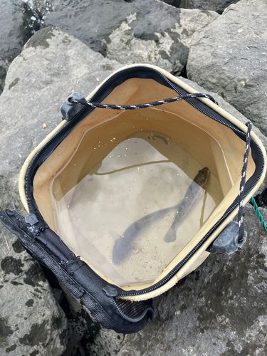 マハゼの釣果