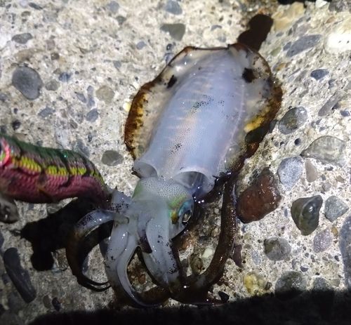 アオリイカの釣果