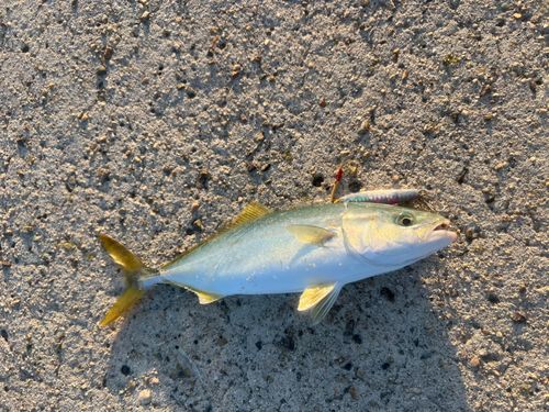 コゾクラの釣果