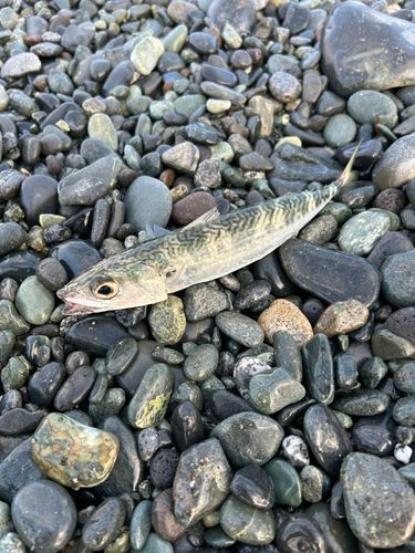 サバの釣果