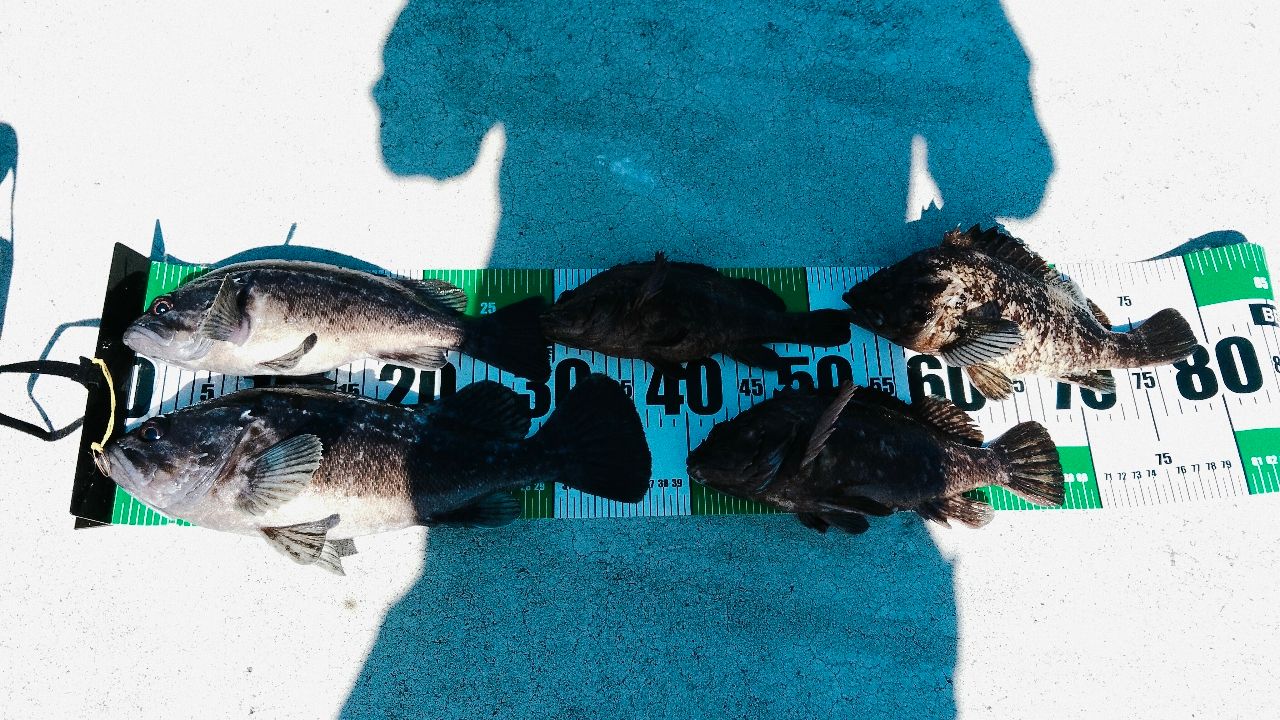 クロソイ