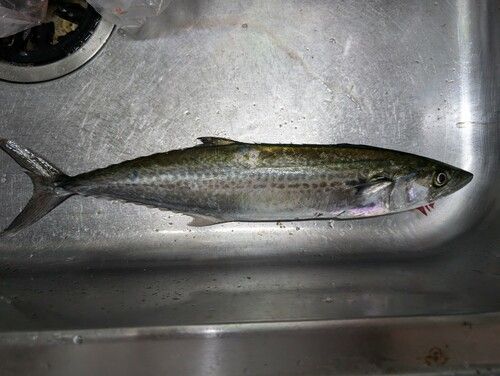 サゴシの釣果