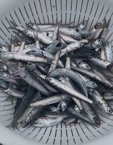 カタクチイワシの釣果