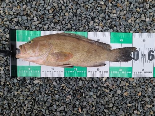 オオモンハタの釣果