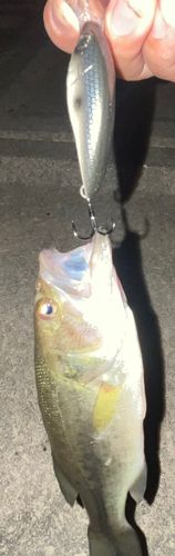 ブラックバスの釣果