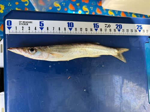 カマスの釣果