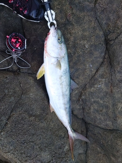 ヒラマサの釣果