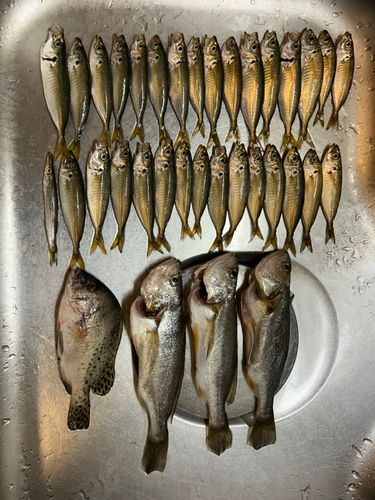 若洲海浜公園海釣り施設