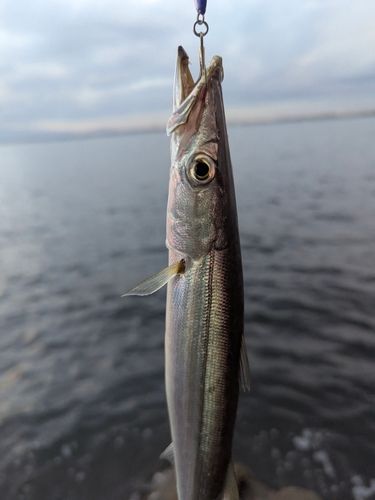 カマスの釣果