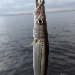 カマス